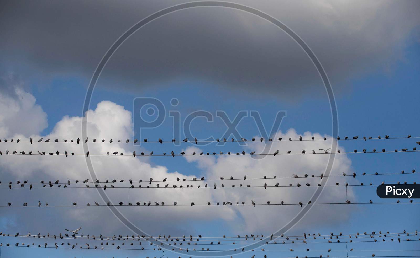 Pigeons sitting on the wire during the cloudy weather on August 22, 2020 in New Delhi, India