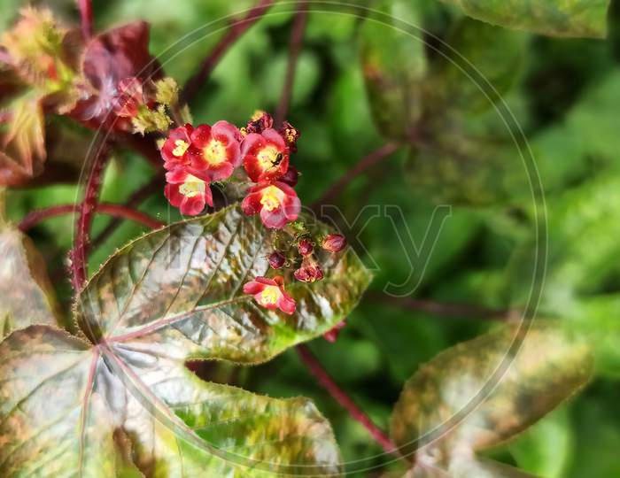 Tiny red wildflower