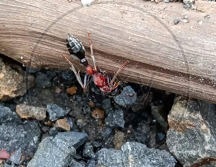Ant life