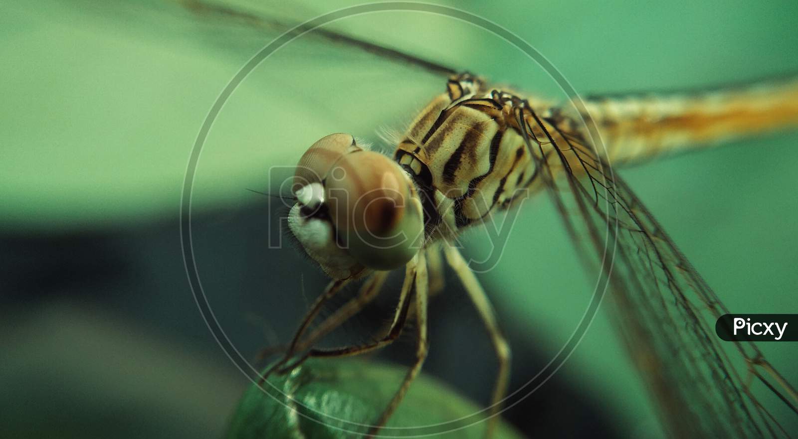 Close-up dragonfly head