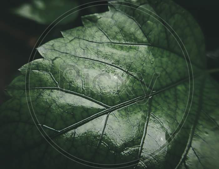 Focusing details and textures of a leaf.
