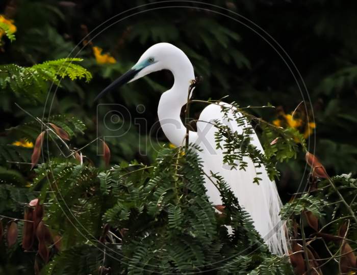 The Great Egret Breeding Time During Monsoon 'Bokeh'