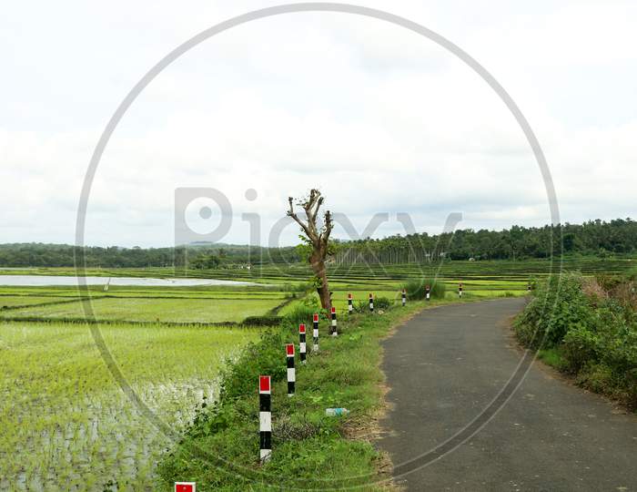 A Village Road Through Newly Planted Paddy Field
