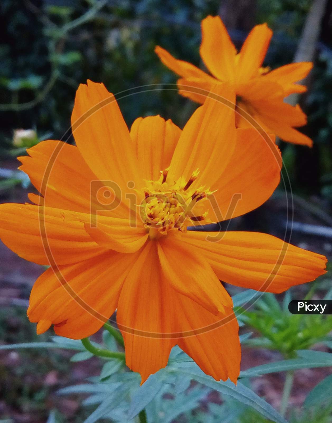 Orange color flower