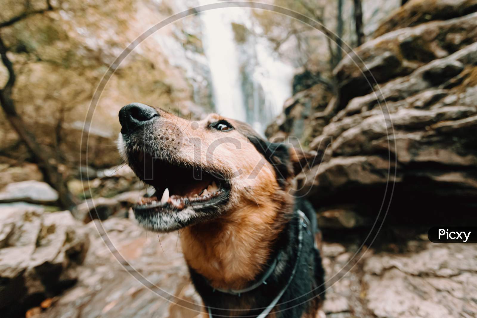 Beautiful Dog Smiling In Front Of A Waterfall