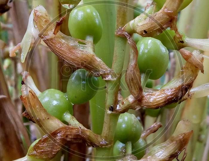 Green butiful cardamom seeds