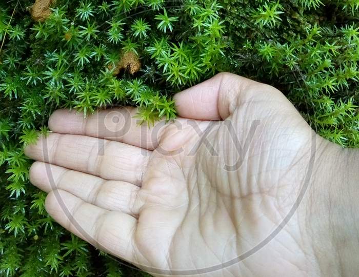 Little hands touches the nature