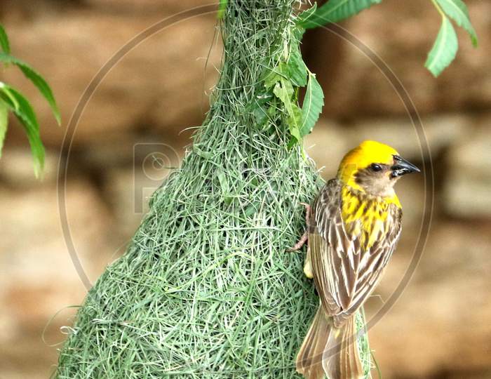 Baya Weaver (Ploceus Philippinus) prepares nest in the outskirts village of Ajmer On August 22 2020.