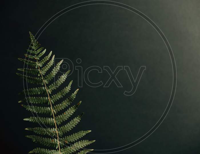 A Single Fern Over A Black Background With Copy Space