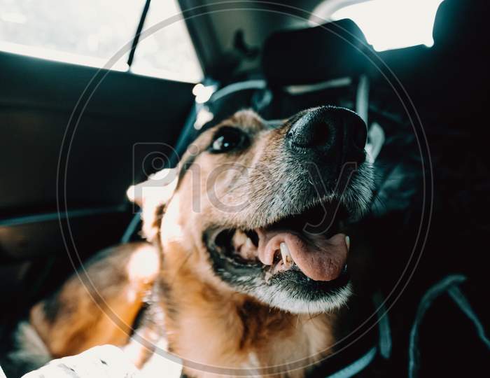 Cute Dog Smiling While Waiting On The Back Seat Of The Car