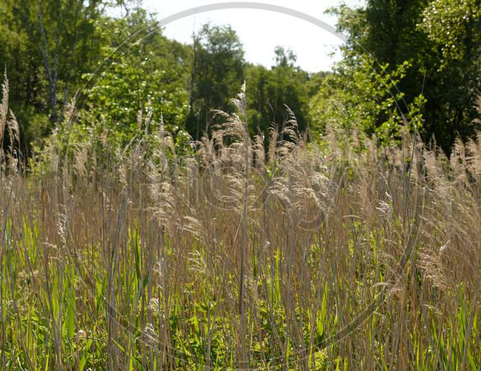 Blooming Norfolk Reeds And Grasses In Water Meadow