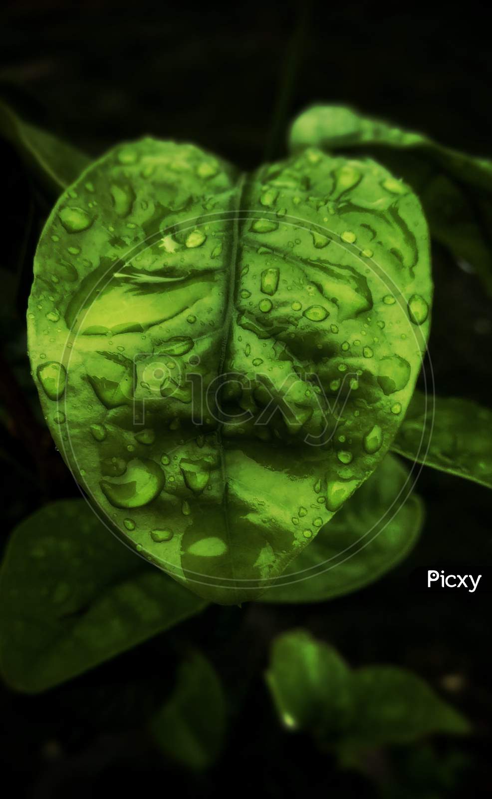leaf, water droplets