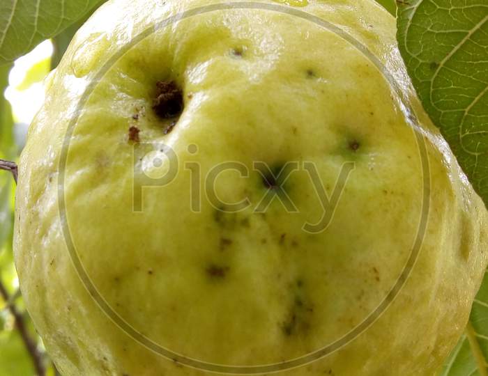 Over ripened yellow guava
