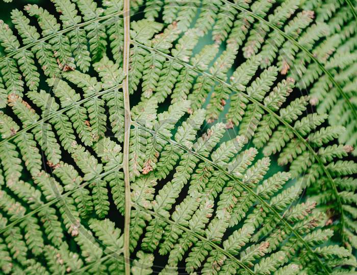 Close Up Of A Fern With Super Texture