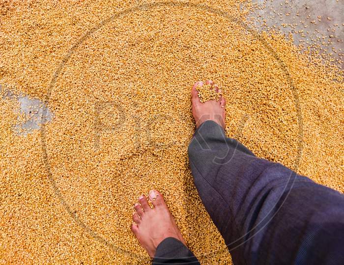 Wheat Seed Spread On Ground ,Man Legs Spreading For Drying In Sunrays