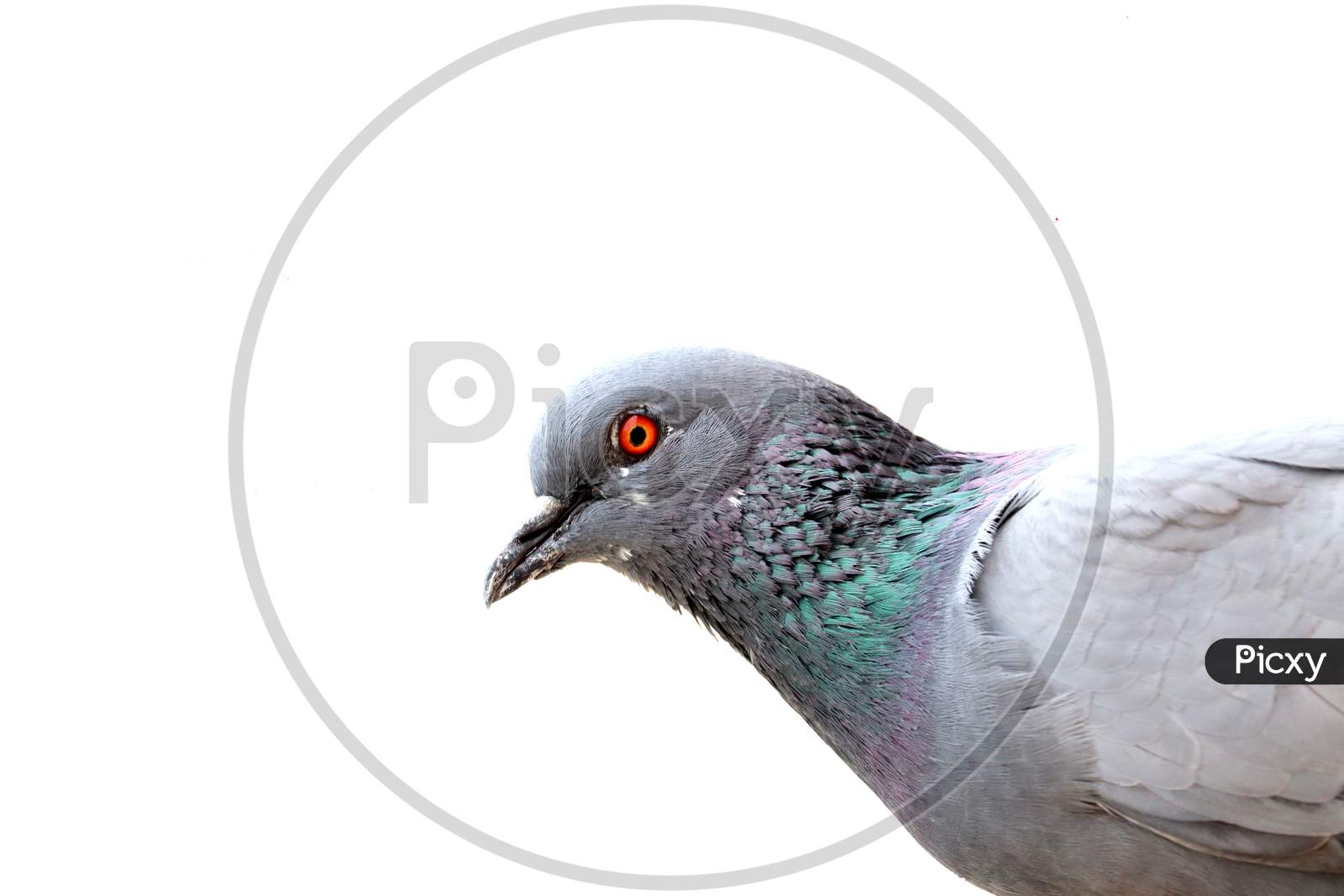 Isolated Pigeon With White Background And Copy Space