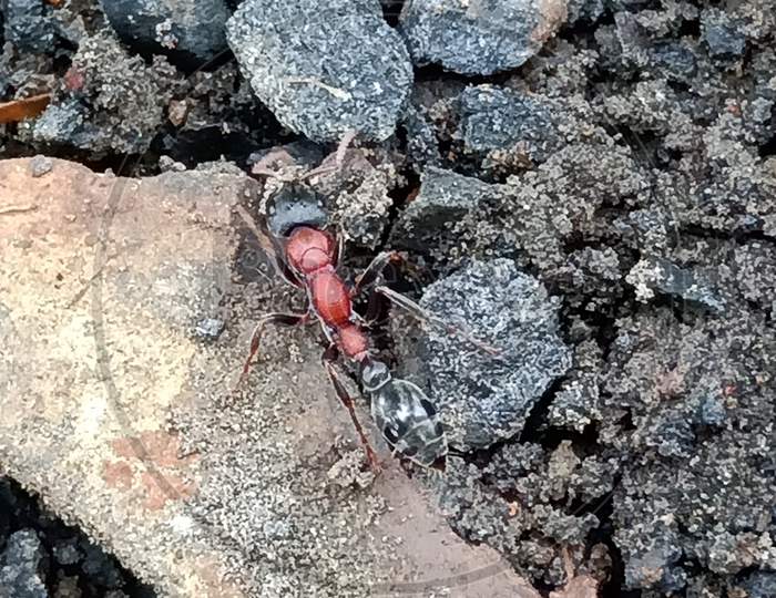 Indian ant black and red colour