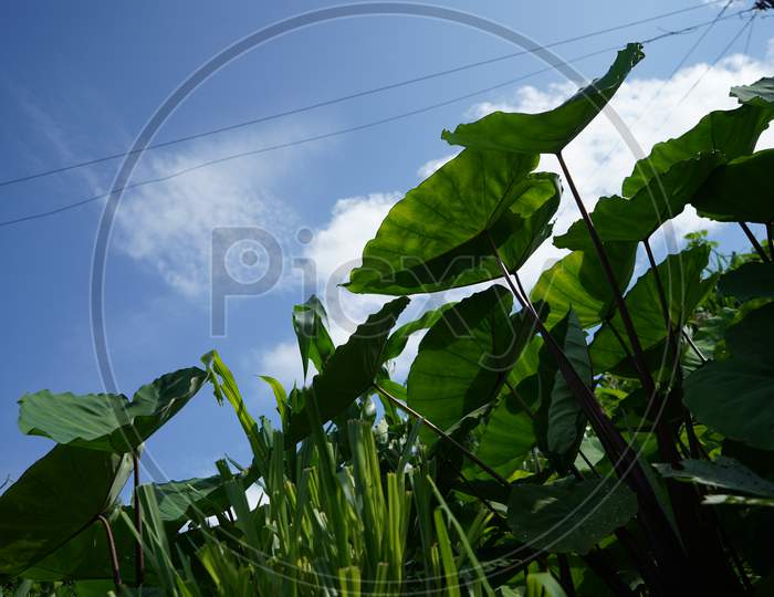 Low Angle Of The Taro Root Plants With Bright Sky And White Clouds