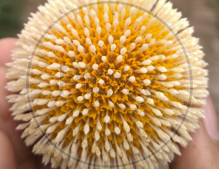 Neolamarckia cadamba white and yellow flower like coronavirus symbol.
