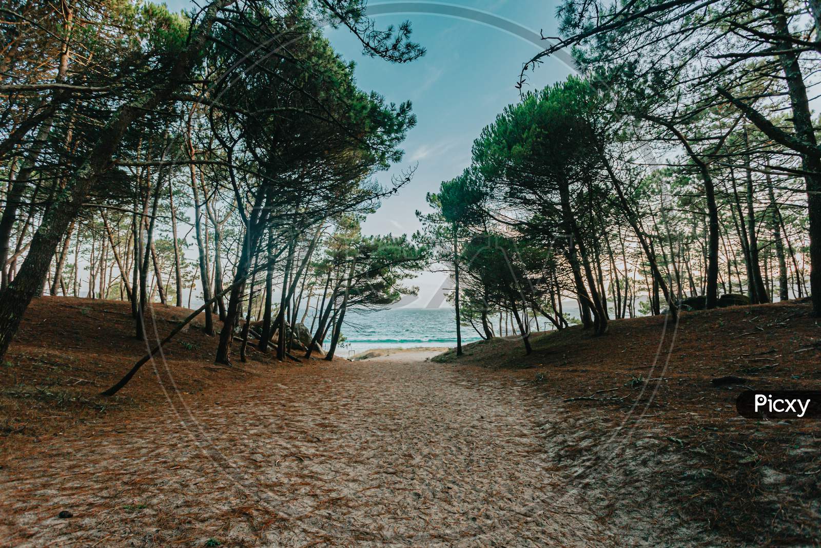 Path To The Beach Surrounded By Trees