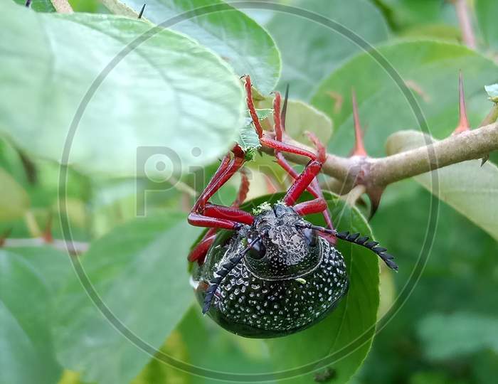 Black insect ,red leg, Sack trees