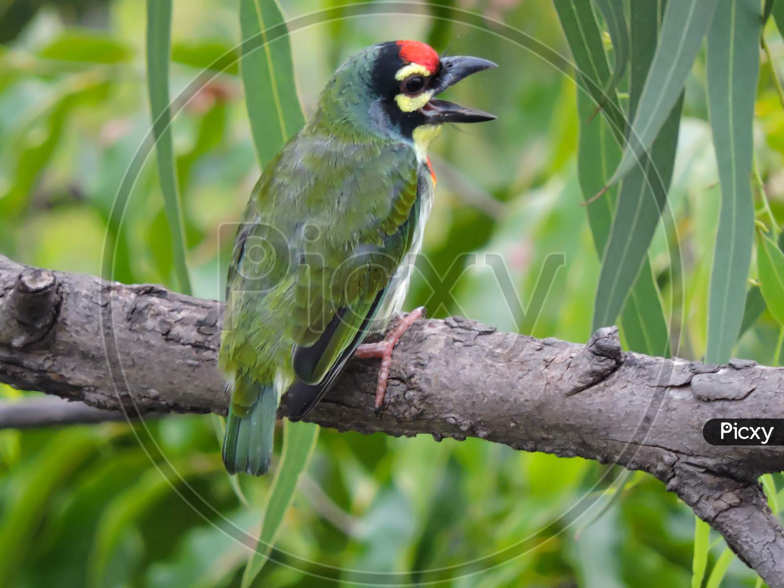 Copper Smith Barbet Singing On A Tree 'Bokeh'