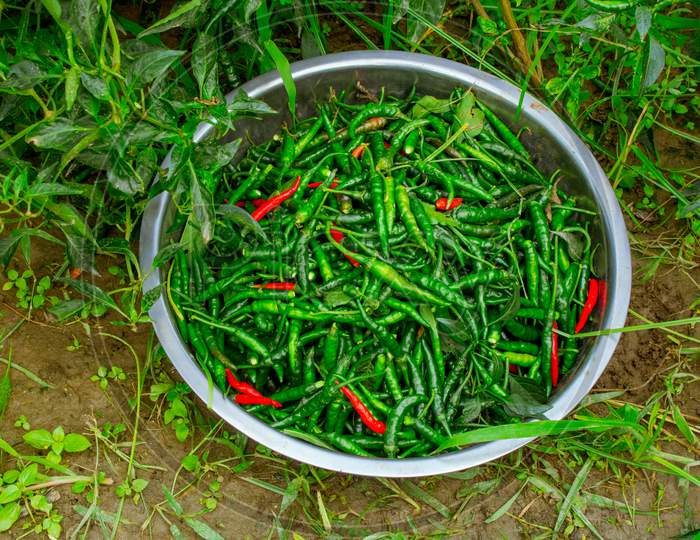 The Green Chili Pepper (Also Chile, Chile Pepper, Chilli Pepper, Green Chilly, Or Chilli). Green Chilli Seed Plant Of Bangladesh.