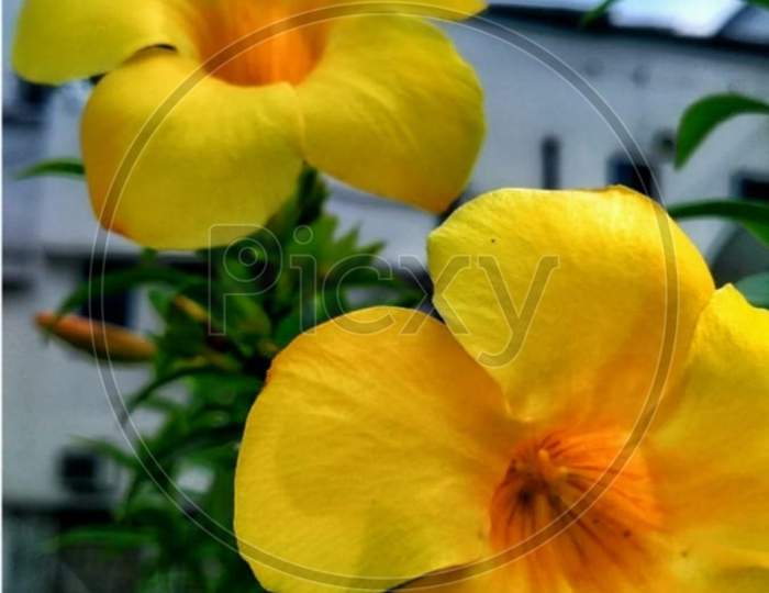 Flower Almonda