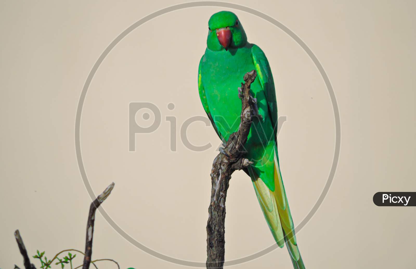 Asian Green Parrot In Daylight On Tree