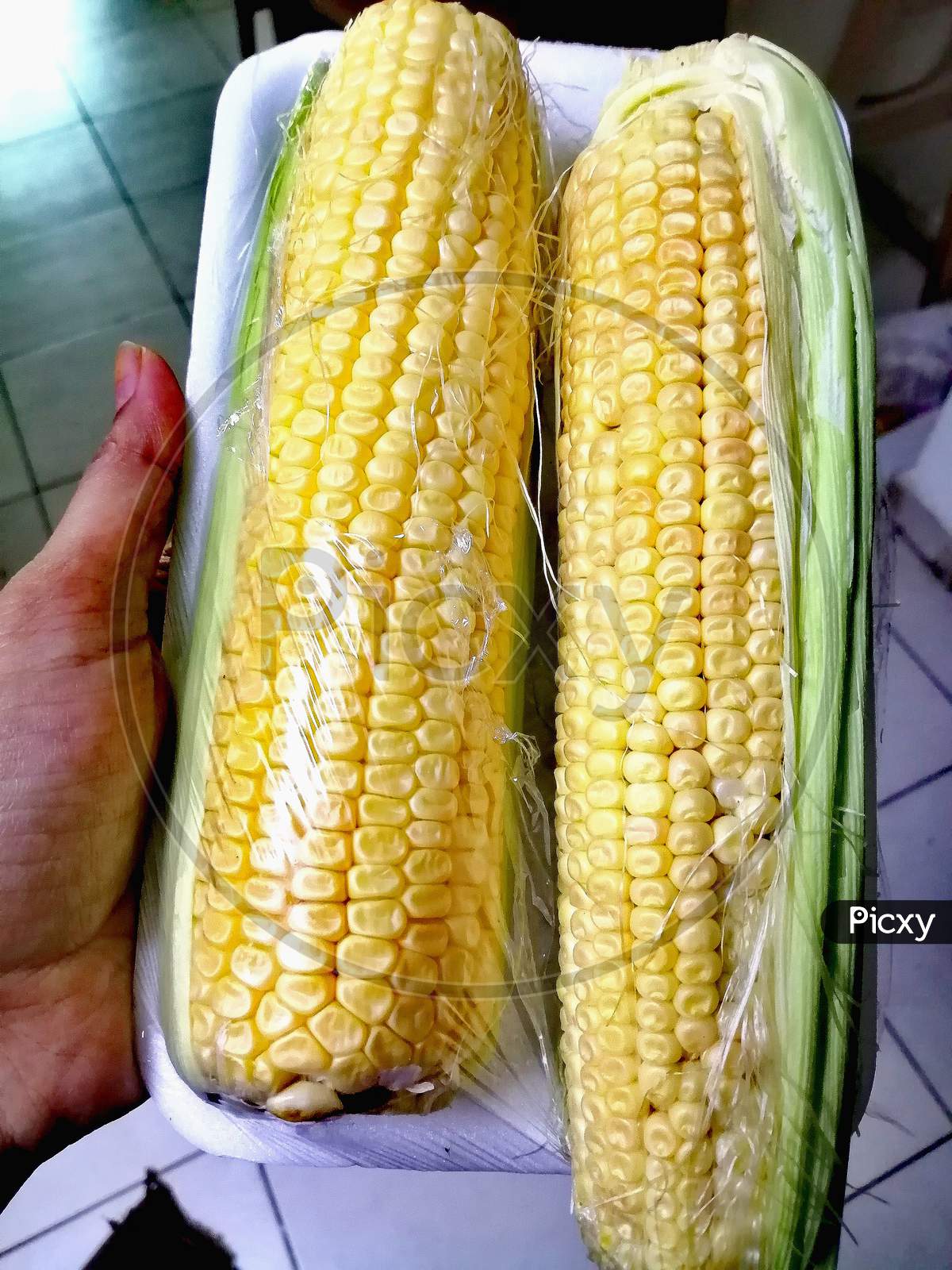 Fresh corn in hand