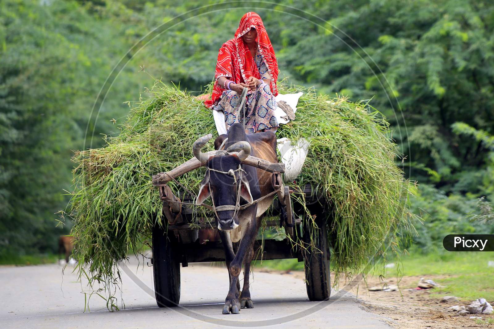 Indian Woman Returns From Agriculture Fields With Produce Carried On A Bullock Cart On The Outskirts Of Ajmer On August 21, 2020.