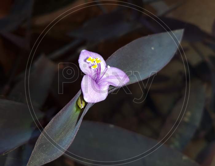 A Violet Orchid Like Flower In A Pod In Home