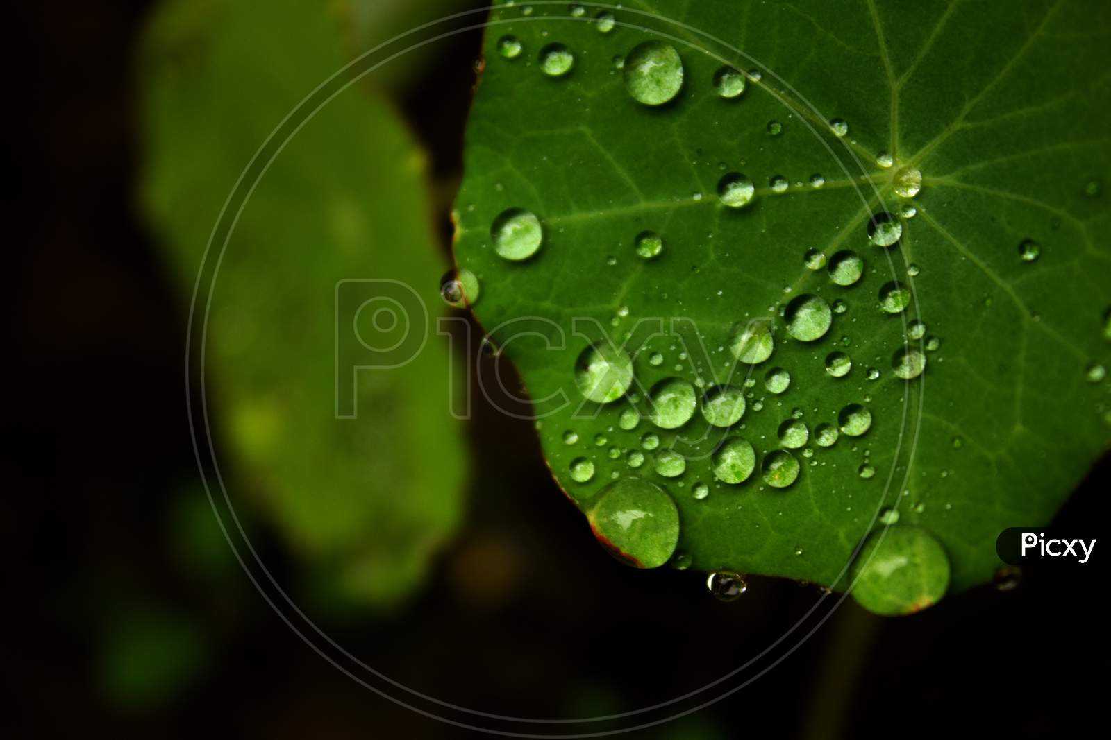 Rain Drop On Green Leaf