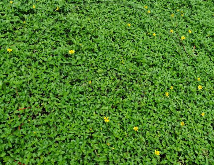 green carpet