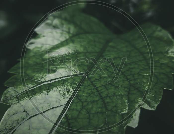 Leaf photo with great details of it. Macro photography using a lens.