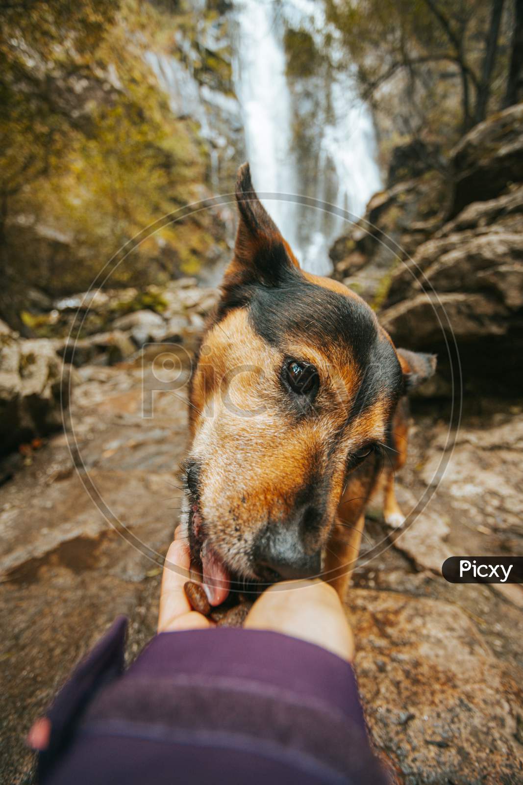 Close Up Of A Cute Dog Eating From The Hand In Front Of A Waterfall