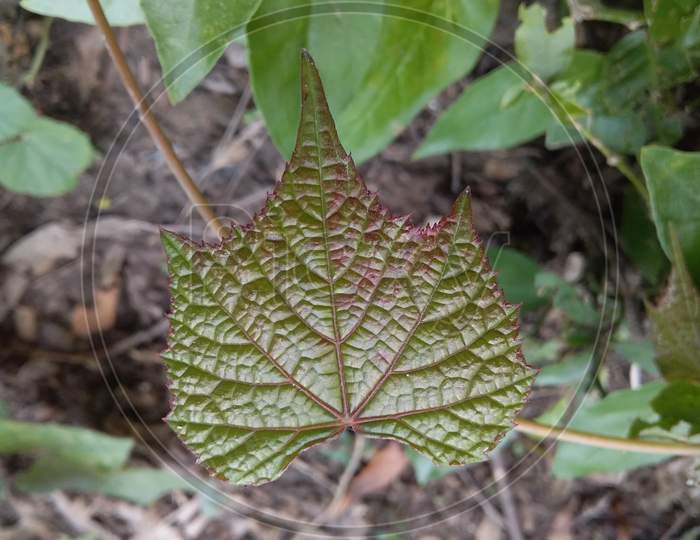 Wild tree leaf.