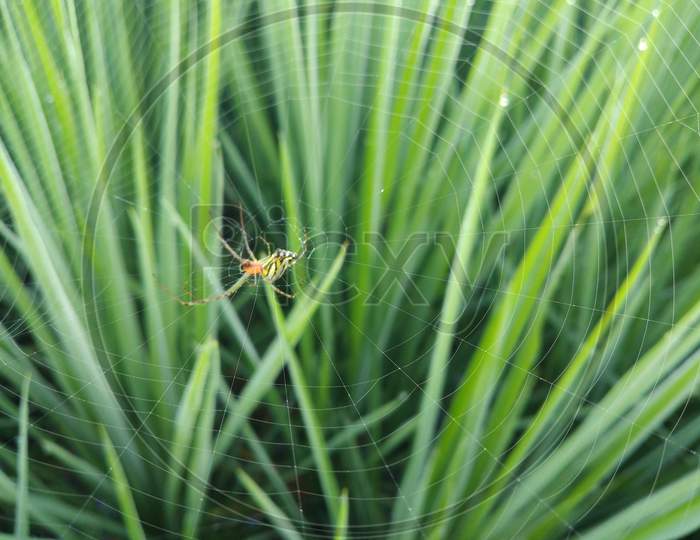 Spider in Rice crop