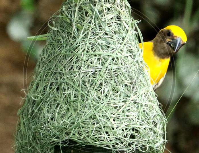 Baya Weaver (Ploceus Philippinus) prepair nest in the outskirts village of Ajmer On August 22 2020.