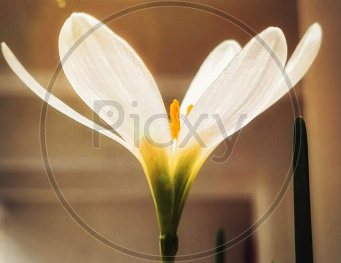 Flared lili