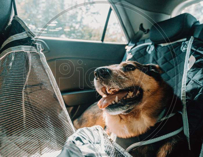 Happy Dog Smiling In The Backseat Of A Car During A Holiday