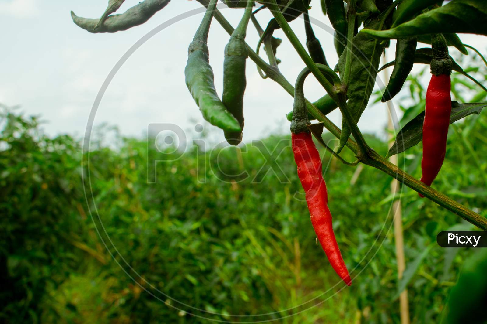 The Chili Pepper (Also Red Chile, Chile Pepper, Green Pepper, Chilli Pepper, Green Chilly, Or Chilli). Chilli Seed Plant Field Of Bangladesh.
