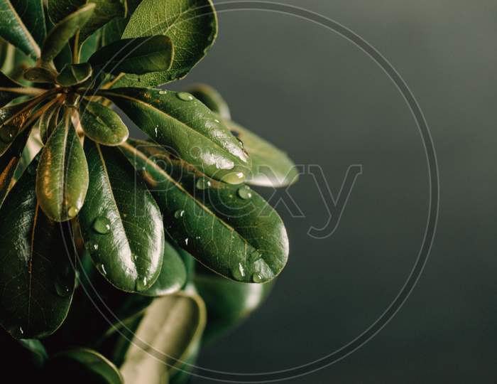 Green Plant With Water Drops And A Black Background With Copy Space