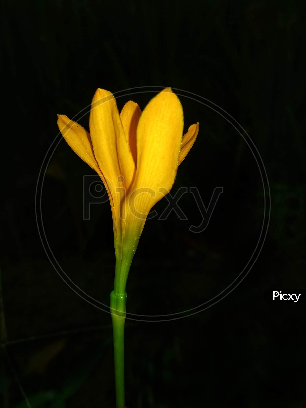 Rain Lily Yellow