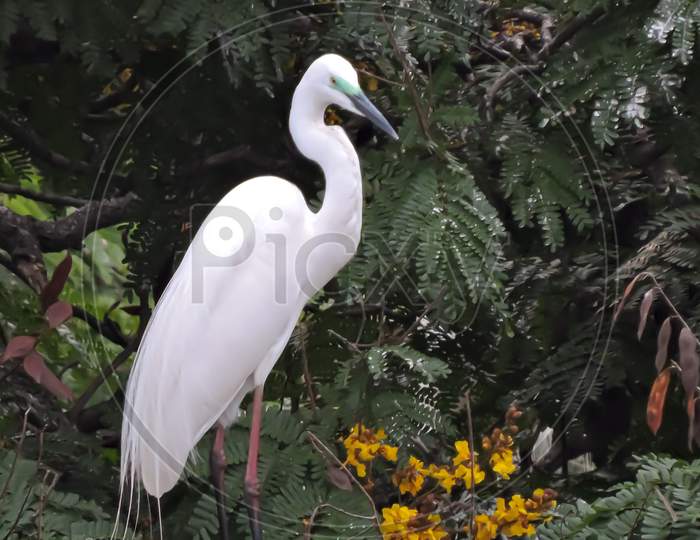 The Great Egret Breeding Time During Monsoon 'Bokeh'