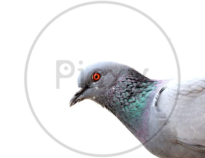 Isolated Pigeon With White Background And Copy Space