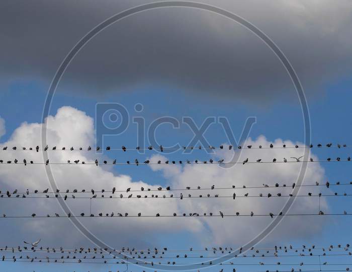 Pigeons sitting on the wire during the cloudy weather on August 22, 2020 in New Delhi, India