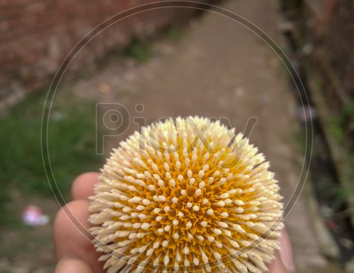 Neolamarckia cadamba white and yellow flower like coronavirus symbol.