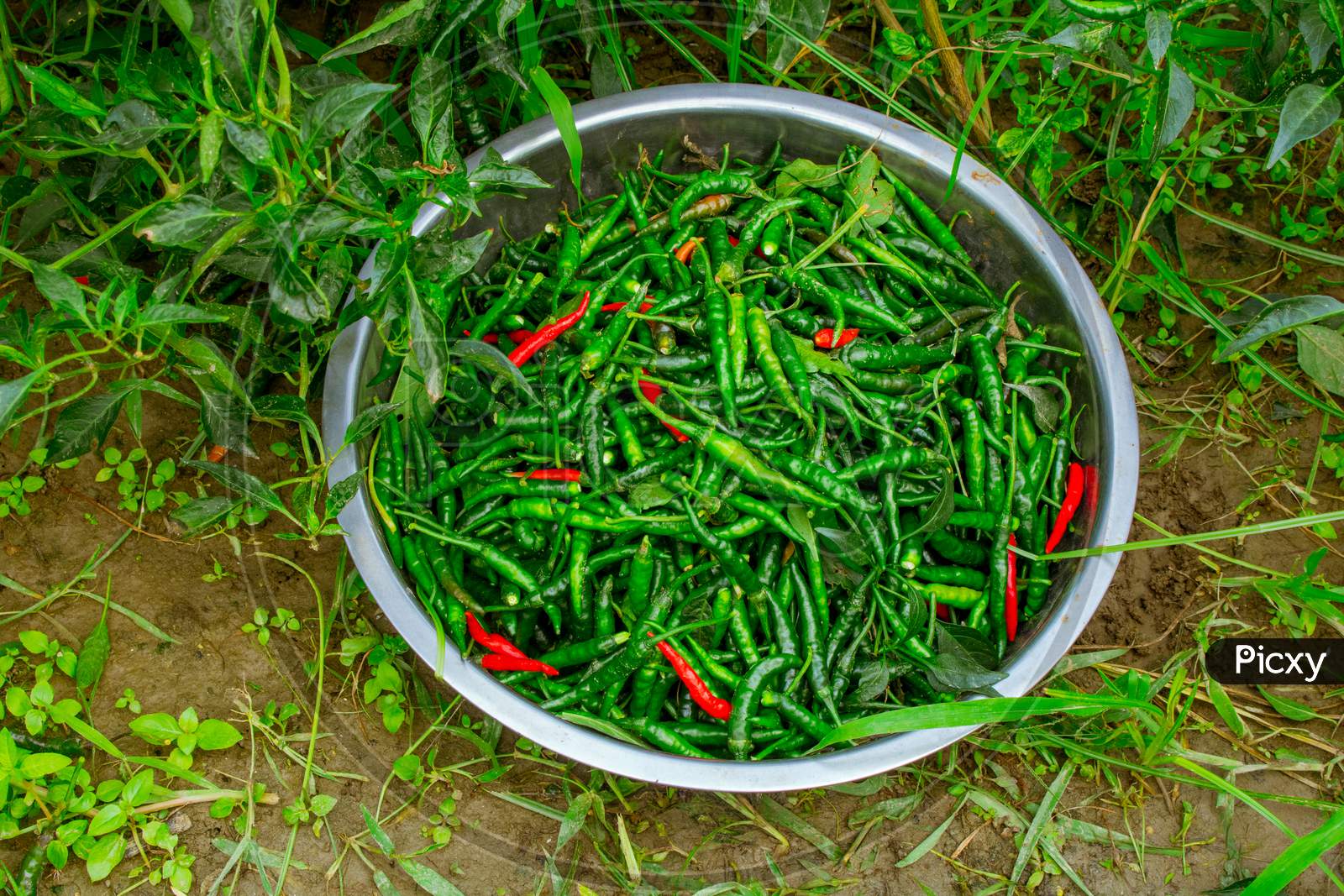 The Green Chili Pepper (Also Chile, Chile Pepper, Chilli Pepper, Green Chilly, Or Chilli). Green Chilli Seed Plant Of Bangladesh.