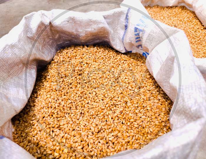 Wheat Seeds Kept In Sack for seling in market